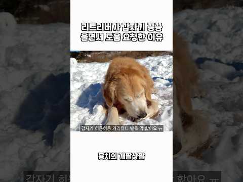 리트리버가 갑자기 끙끙 울면서 도움 요청한 이유