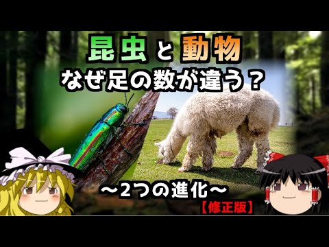 根足動物について詳しく解説