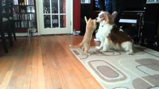 Funny kitten playing with dog funny kittens