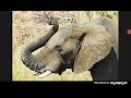 GIANT ASIAN ELEPHANT TRUMPET