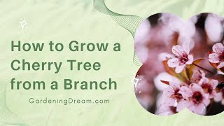 How to Grow a Cherry Tree from a Branch