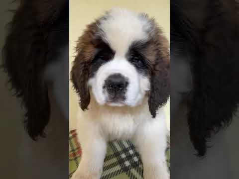 Saint Bernard puppy for sale