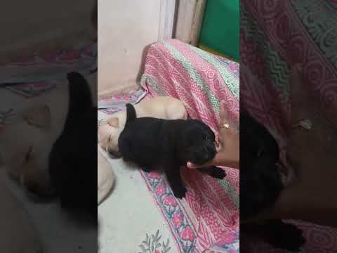 Lil pup savouring my hand#labradorretriever #petsofinstagram #cutedog