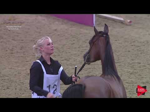 N.124 SUHAIB AL NASSER - 2019 Qatar Individuals - Yearling Colts (Class 4A)