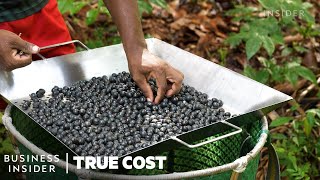 Why People Risk Their Lives To Harvest Açaí | True Cost | Business Insider