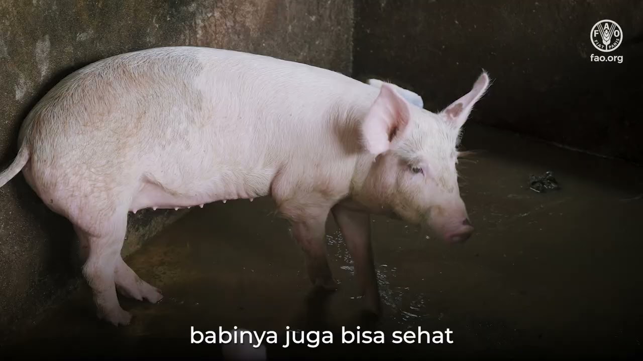 Program CABI di Kalimantan Barat