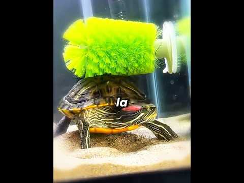 🐢✨ La Tartaruga Che Si È Innamorata Della Sua Spazzola