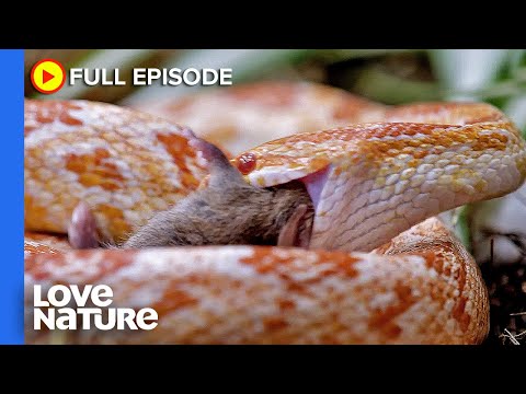How Do Predators Find Food With Their Noses? | Animal Senses Ep101