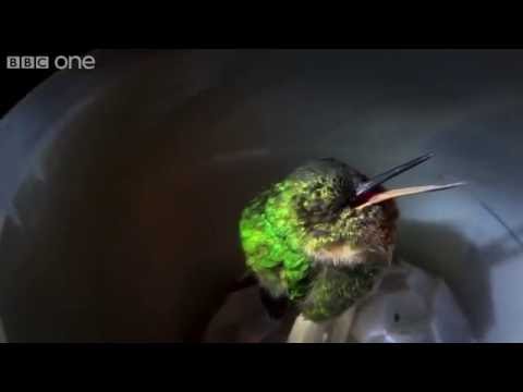 Snoring Hummingbird - Super Cute Animals: Preview - BBC One
