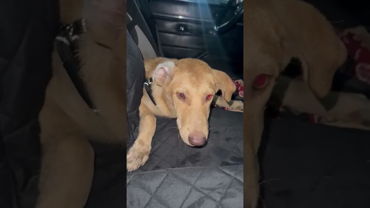 Saran video
