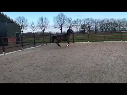 Blue hors Romanov x Voice