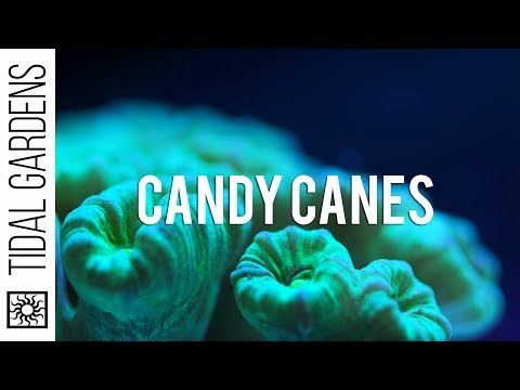 download lagu mp3 mp4 Candy Cane Position, download lagu Candy Cane Position gratis, unduh video klip Candy Cane Position