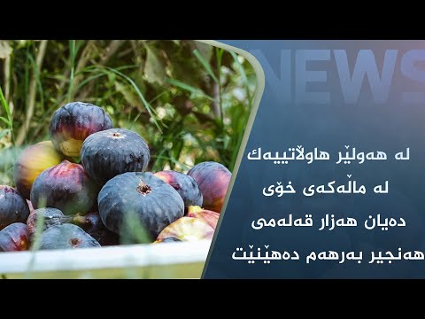بەڤیدیۆ.. لە ھەولێر ھاووڵاتییەک لە ماڵەکەی خۆی دەیان ھەزار قەلەمی ھەنجیر بەرھەم دەھێنێت
