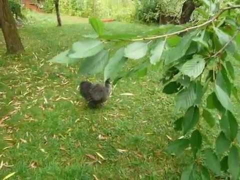 Unser "kleiner" Hahn und seine ersten Kräherversuche