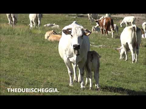 MUCCHE CON ALLATTAMENTO VITELLINO AL COLLE DELLA LOMBARDA (CN) ALPI MARITTIME. DOM 4 - 8 - 2019