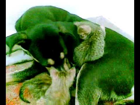 Catty the miracle dog from ESMA shelter in Egypt