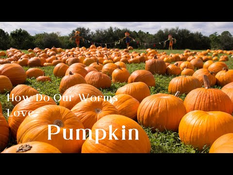 Red Wigglers Feast on Pumpkin: Surprising Results!