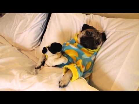 &Icirc;ți crește glicemia dacă &icirc;l vezi! Tu crezi că &icirc;i reziști? Mii de oameni s-au &icirc;ndrăgostit instant de el! (VIDEO)