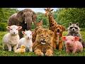 Animal Sound For Kids Cute Animal Sound Learn Wild And Farm Animals