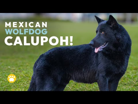 Calupoh (Mexican Wolfdog) 101