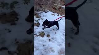 Video preview image #1 Mutt Puppy For Sale in Chandler, AZ, USA