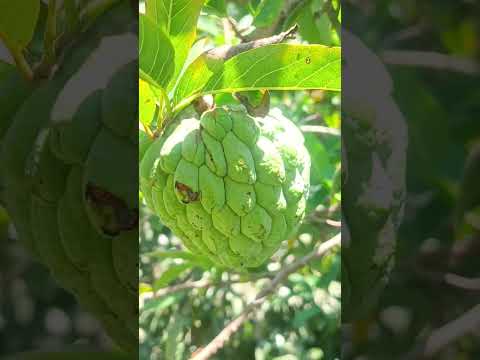 Can You Guess this Fruit...?