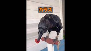 カラスって悪い鳥じゃないの？ #動物プロダクション #癒し #自然 #動物 #animals