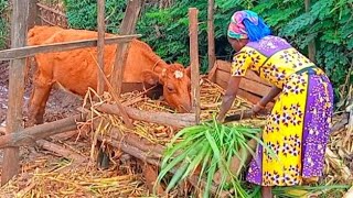 Evening ROUTINE OFF_GRID KENYA EAST AFRICA