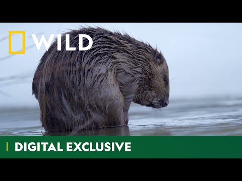 These Beavers Are Walking On Thin Ice | Hidden Wonders Of Europe | National Geographic Wild UK