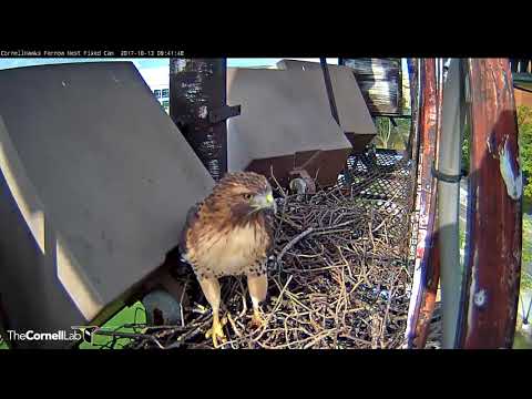 Male Red-tail Looking More Mature This Fall – Oct. 13, 2017