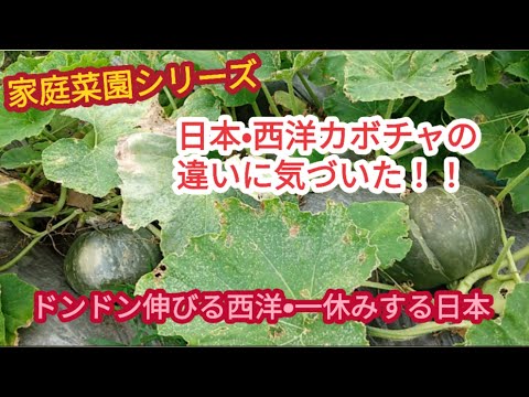 食用カボチャ: どうやって見分けますか? 植物