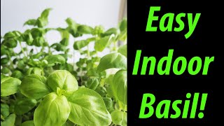 How To Grow Indoor Basil - Tips and Tricks For 2020!