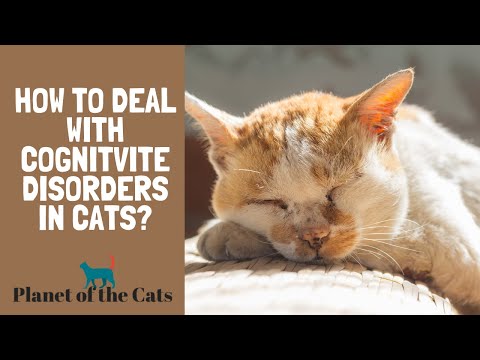 DOES YOUR CAT HAVE DEMNTIA: How to Deal with Cognitive Disorders in Cats?