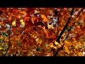 slow motion autumn leaves falling from branch