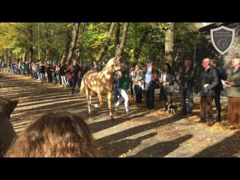 Mr. Ripley (FS Mr. Right x Dressman 1) Hengstkörung Pony Rheinisches Pferdestammbuch e.V. Wickrath