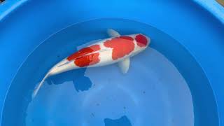 video van Maruten Kohaku KO-V23-1168