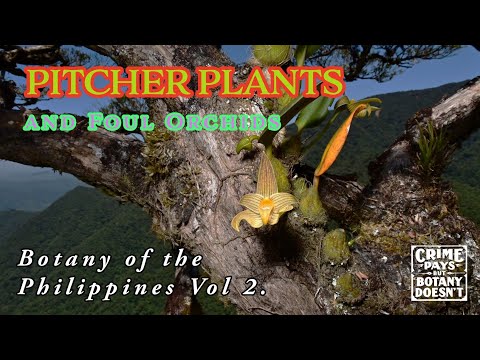 Philippine Botany Vol 2: Sketchy Ridges & Foul Orchids
