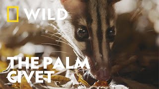 The Owston's Palm Civet | Wild Vietnam | National Geographic WILD UK