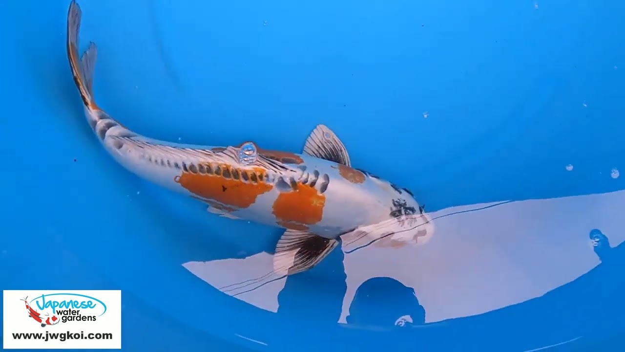 6031 Doitsu Kujaku 53cm £600