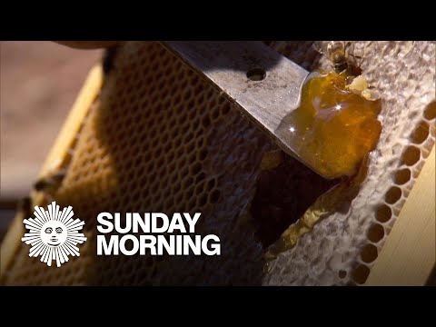 download lagu mp3 mp4 Honey And The Greek, download lagu Honey And The Greek gratis, unduh video klip Honey And The Greek