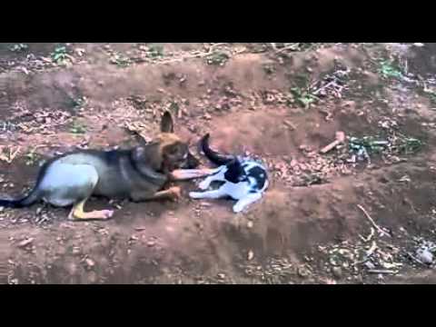 cat and dog lovely fight by murugesh9889.mp4