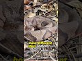 Any day involving snakes is a good day! #snake #herping #herp #reptile #viper #venom #copperhead