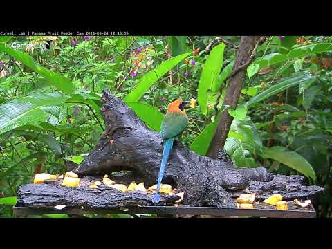 Rufous Motmot and Buff-throated Saltator Visit Panama Feeders – May 24, 2018