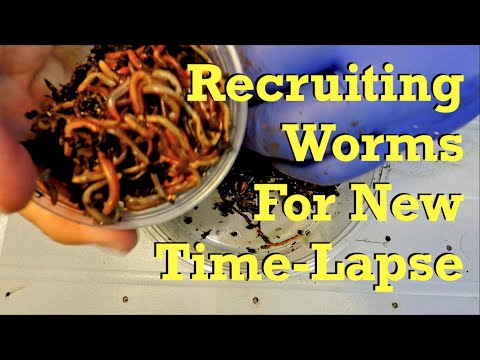 Recruiting blue worms for new time-lapse bin, 4 year vermi-versary - vermicompost