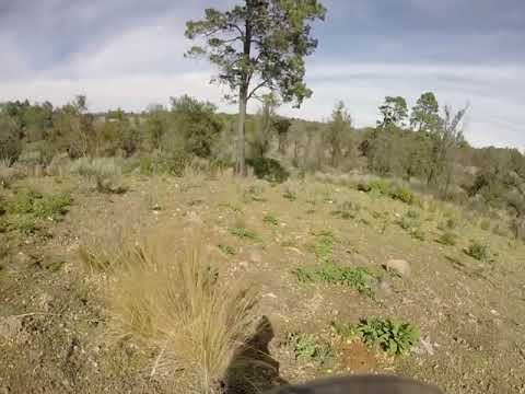 CACERIA DE COYOTES CON PERROS SABUESO. CARRERA DE COYOTES CON PERROS CAZADORES 2021