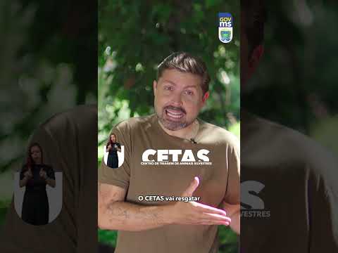 #55 - MS em 1 minuto (19/12)