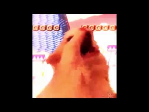 Thurston Waffles Meme Compilation Video! _ MEOWWWW Yelling Cat_HD