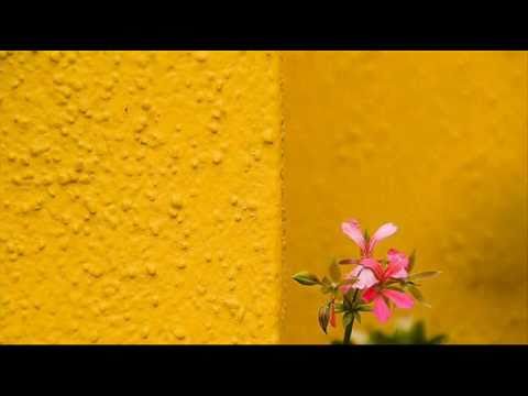 G. Tartini: Concerto for violin, strings & b.c. in G major (D 76) / L'Arte dell'Arco