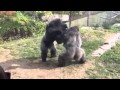 Omaha Zoo - Gorilla Fight 