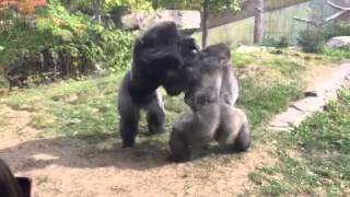 Omaha Zoo - Gorilla Fight &quot;Where&#39;s the Zookeepers&quot;